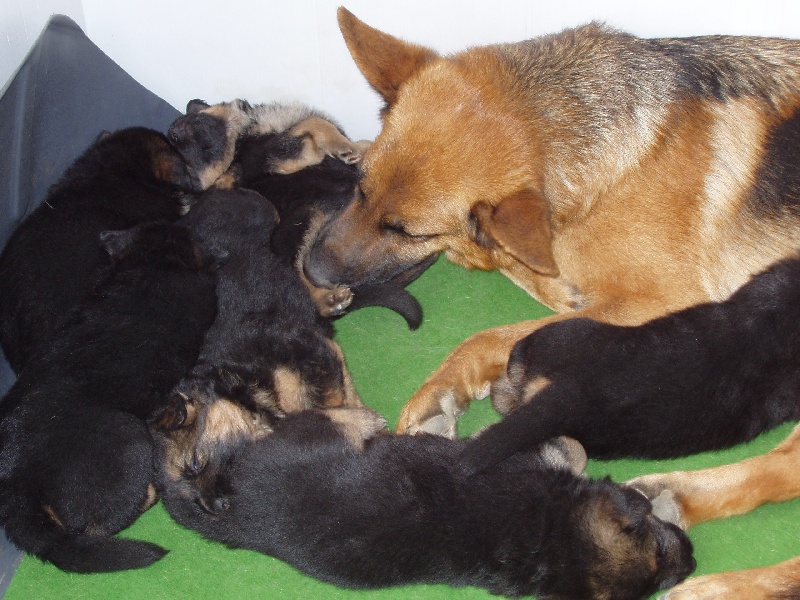 Tegy de la Plaine des Epis d'Or