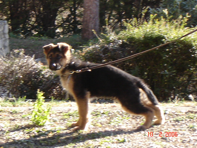 Tegy de la Plaine des Epis d'Or