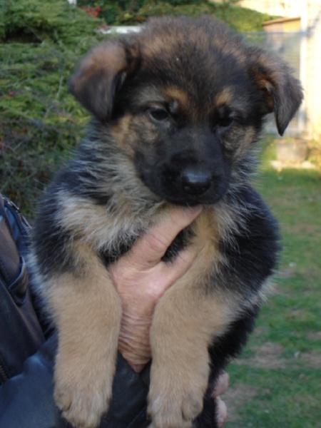 Tegy de la Plaine des Epis d'Or