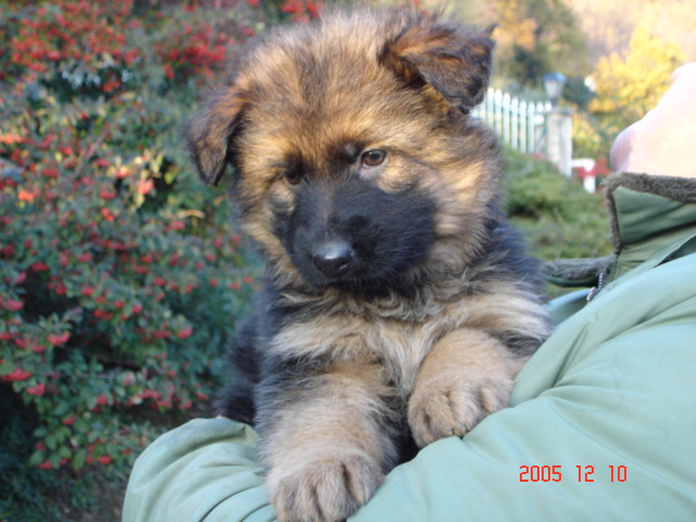 Tegy de la Plaine des Epis d'Or