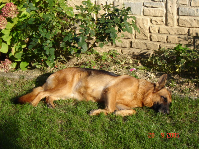 Tegy de la Plaine des Epis d'Or