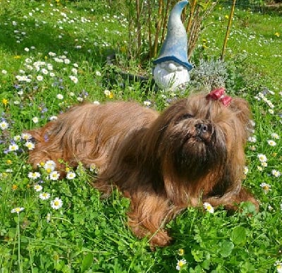 de l'empreinte sacrée du Tibet