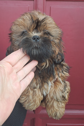 Shih Tzu - de l'empreinte sacrée du Tibet