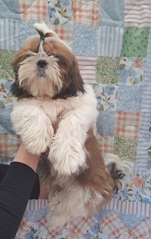 Shih Tzu - de l'empreinte sacrée du Tibet