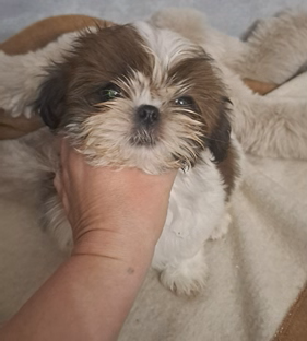 Les chiots de Shih Tzu