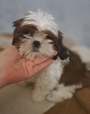 Arisu (se dit Arisou) - Shih Tzu