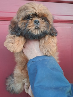 Les chiots de Shih Tzu