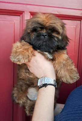 Les chiots de Shih Tzu