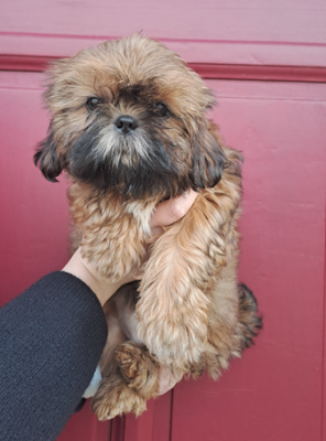 Les chiots de Shih Tzu