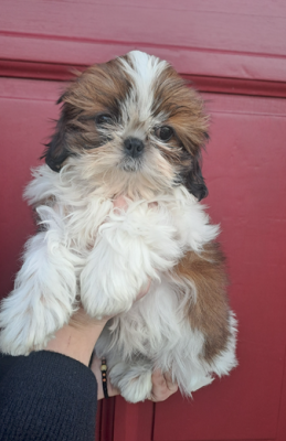 Les chiots de Shih Tzu