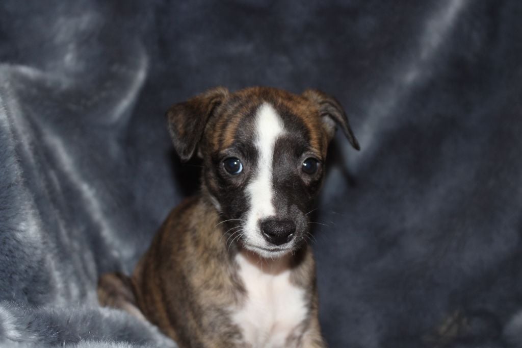 Publication : des Gardiens d'Hadès Auteur : hebert