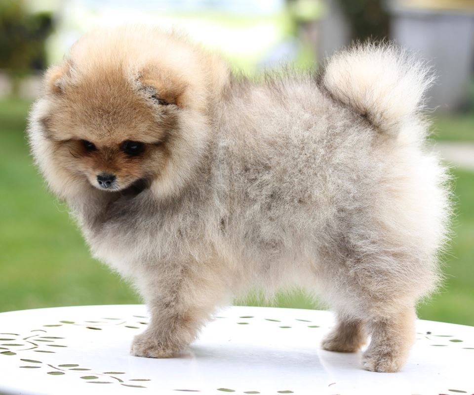 Publication : des Gardiens d'Hadès