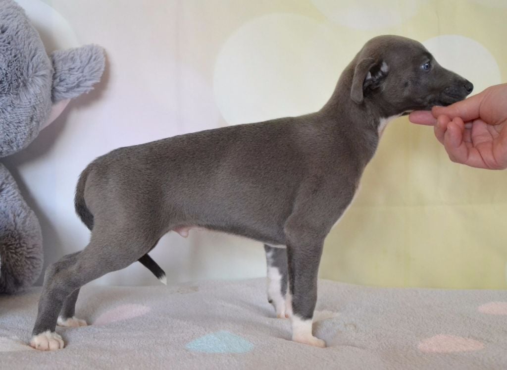 Publication : des Gardiens d'Hadès Auteur : hebert