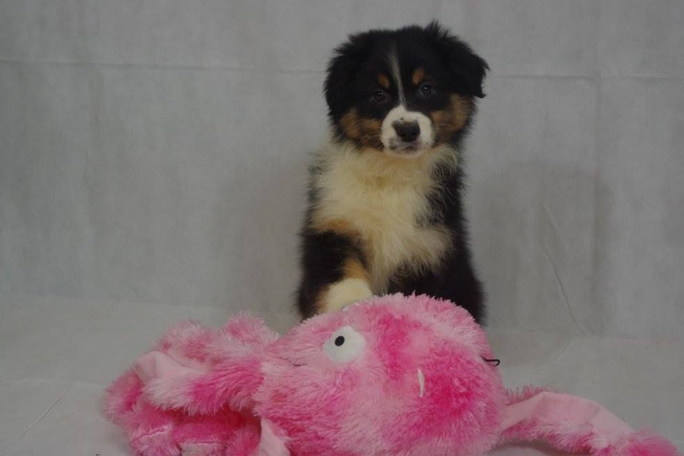 Publication : des Gardiens d'Hadès