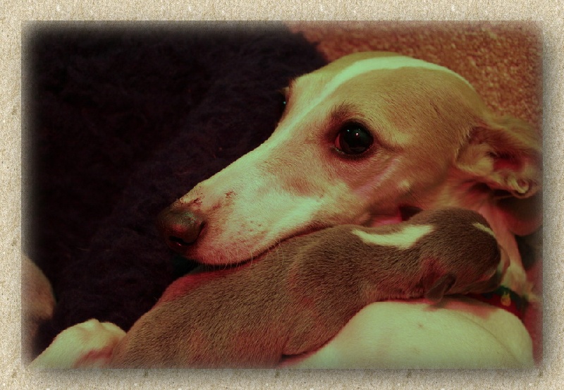 Publication : des Gardiens d'Hadès Auteur : HEBERT