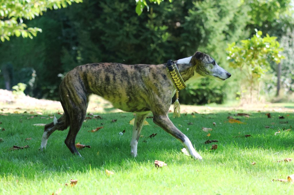 Publication : des Gardiens d'Hadès Auteur : hebert