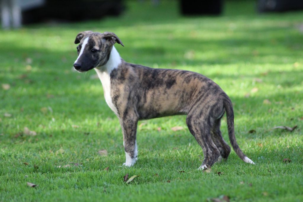 Publication : des Gardiens d'Hadès Auteur : hebert