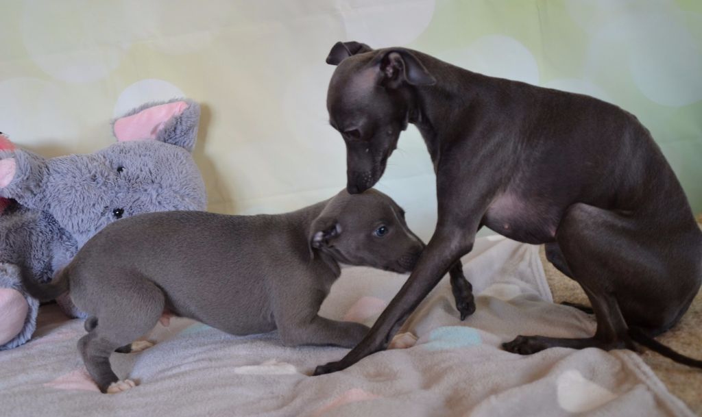 Publication : des Gardiens d'Hadès Auteur : hebert