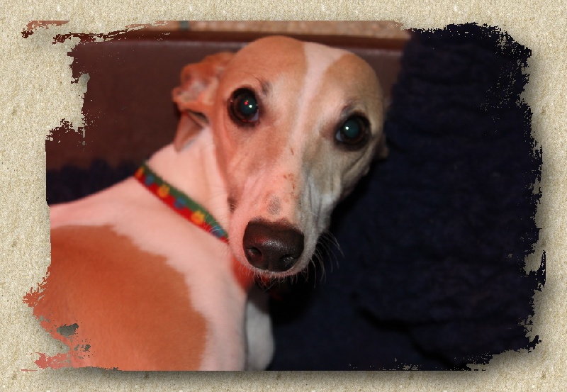 Publication : des Gardiens d'Hadès Auteur : HEBERT