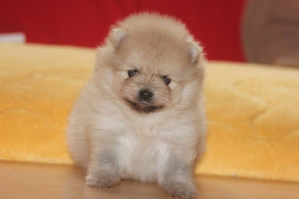 Publication : des Gardiens d'Hadès Auteur : hebert