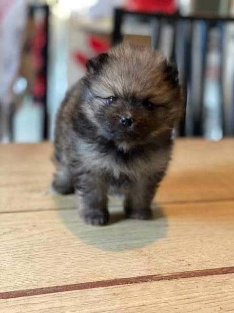 Publication : des Gardiens d'Hadès