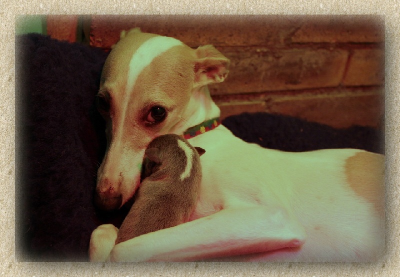 Publication : des Gardiens d'Hadès Auteur : HEBERT