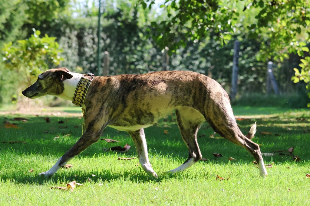 Publication : des Gardiens d'Hadès Auteur : hebert