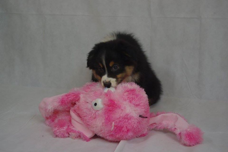 Publication : des Gardiens d'Hadès