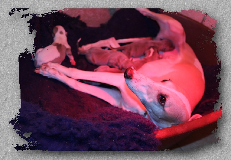 Publication : des Gardiens d'Hadès Auteur : HEBERT