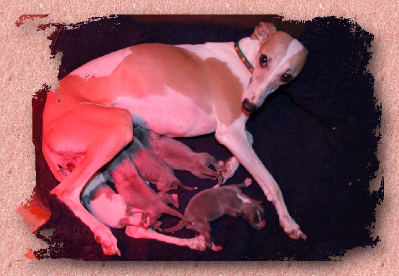 Publication : des Gardiens d'Hadès Auteur : HEBERT