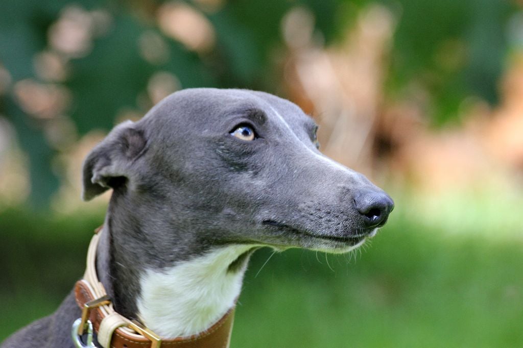 Publication : des Gardiens d'Hadès Auteur : hebert