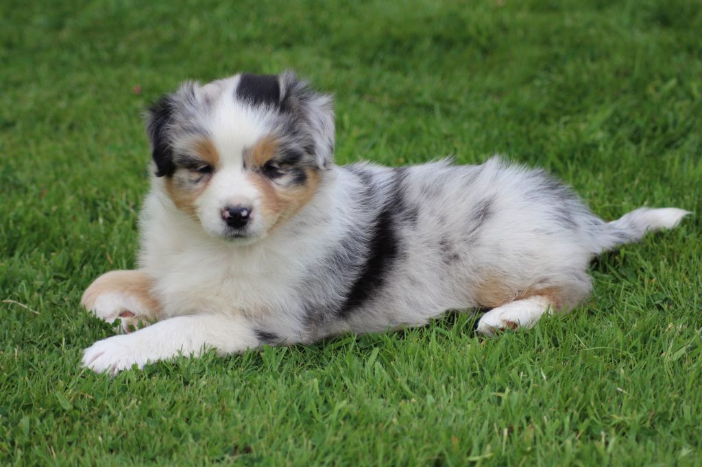 TANGERINE DREAM "POP"S" des gardiens d'hadès