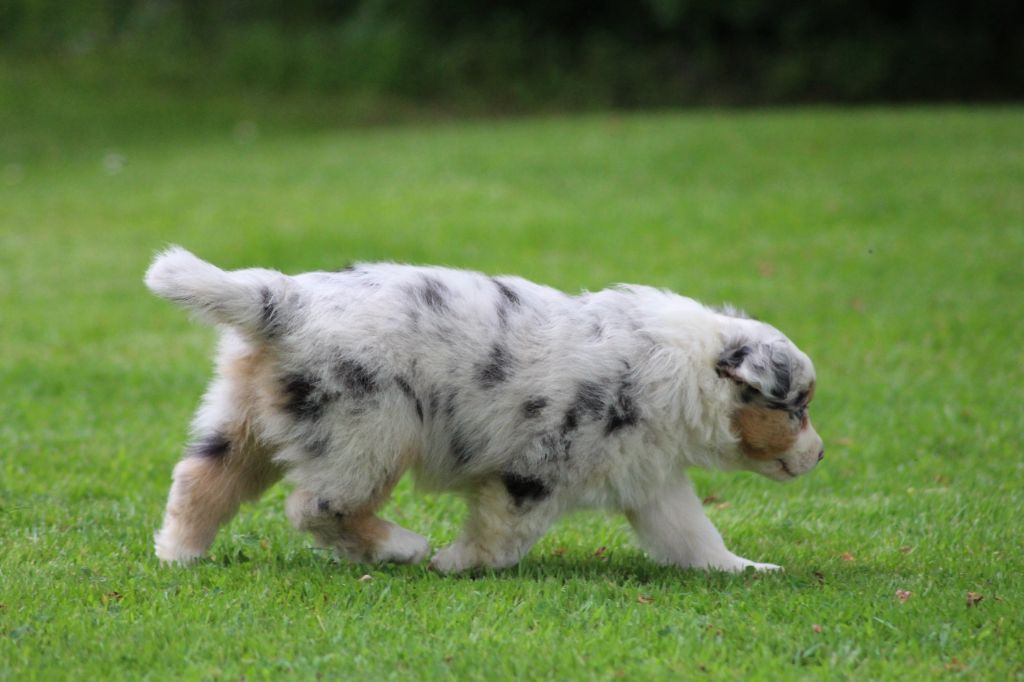 TANGERINE DREAM "SAMBA" des gardiens d'hadès