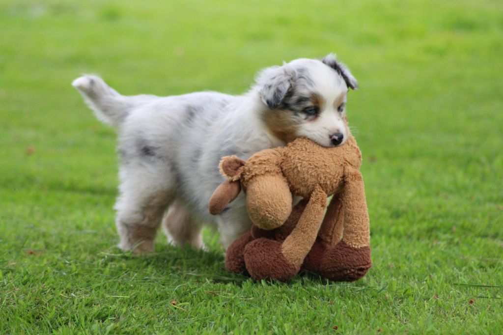 TANGERINE DREAM "SAMBA" des gardiens d'hadès