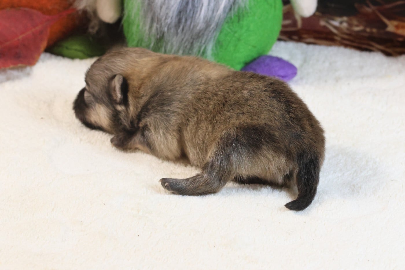 Spitz allemand - des Gardiens d'Hadès