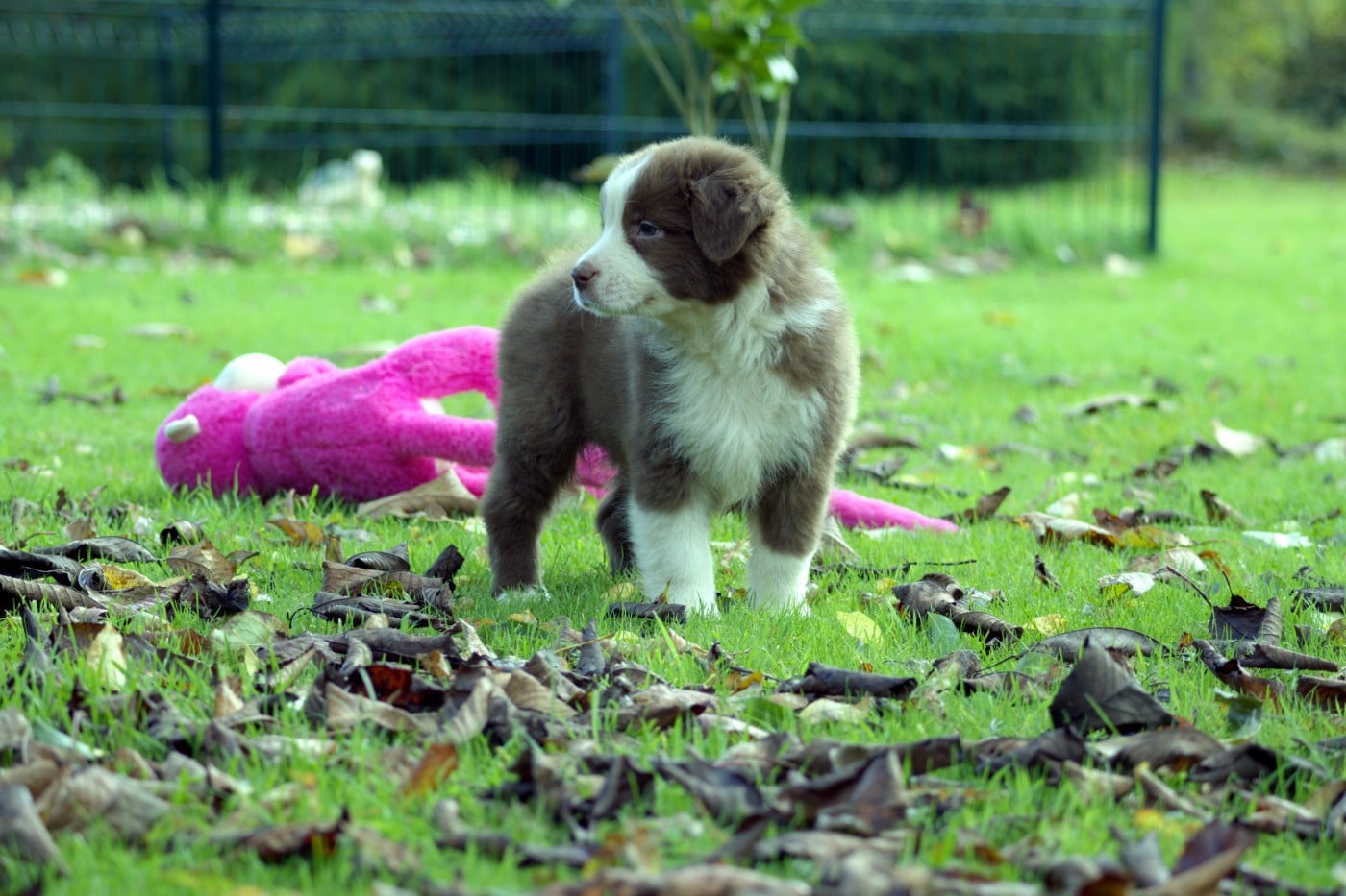 APACHE NATIVE ADSILA