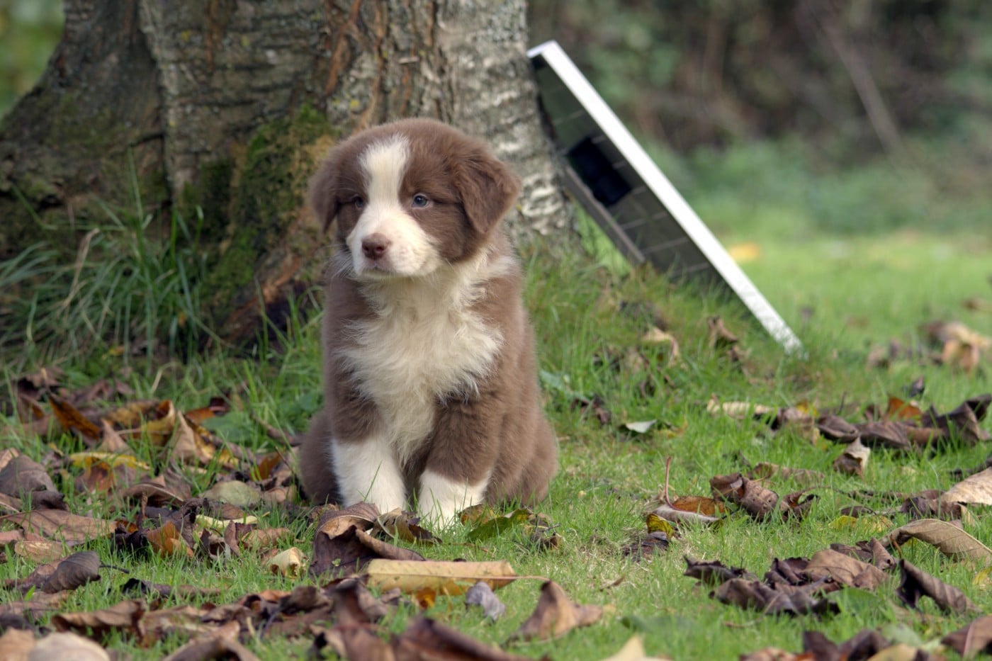 APACHE NATIVE ADSILA