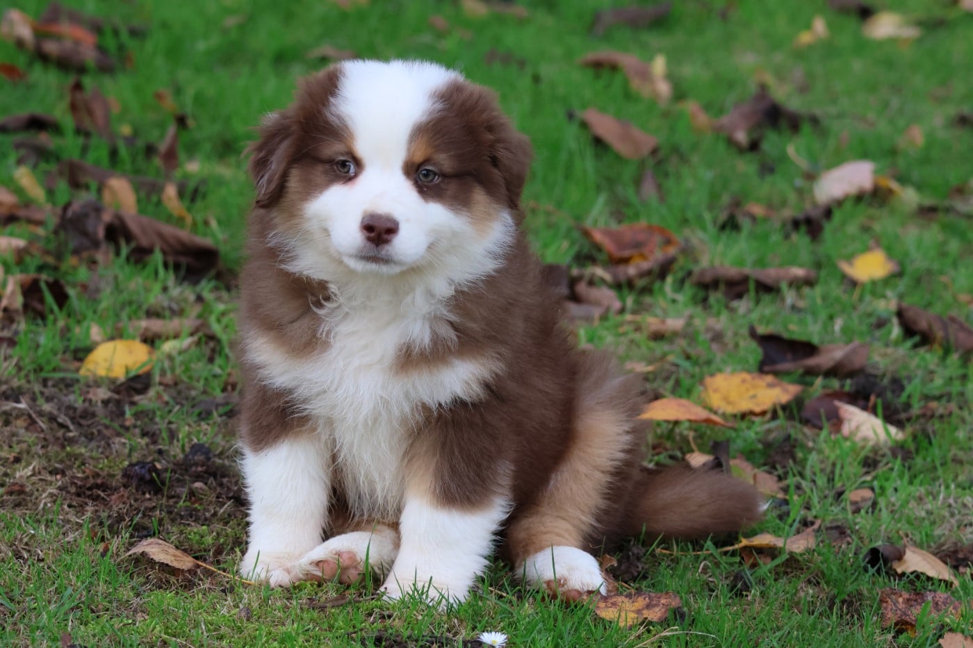 ARAPAHO NATIVE PRETTY NOSE