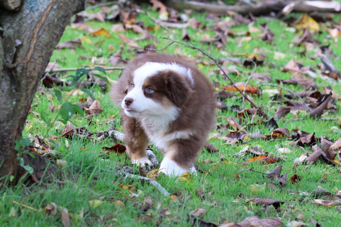 ARAPAHO NATIVE PRETTY NOSE