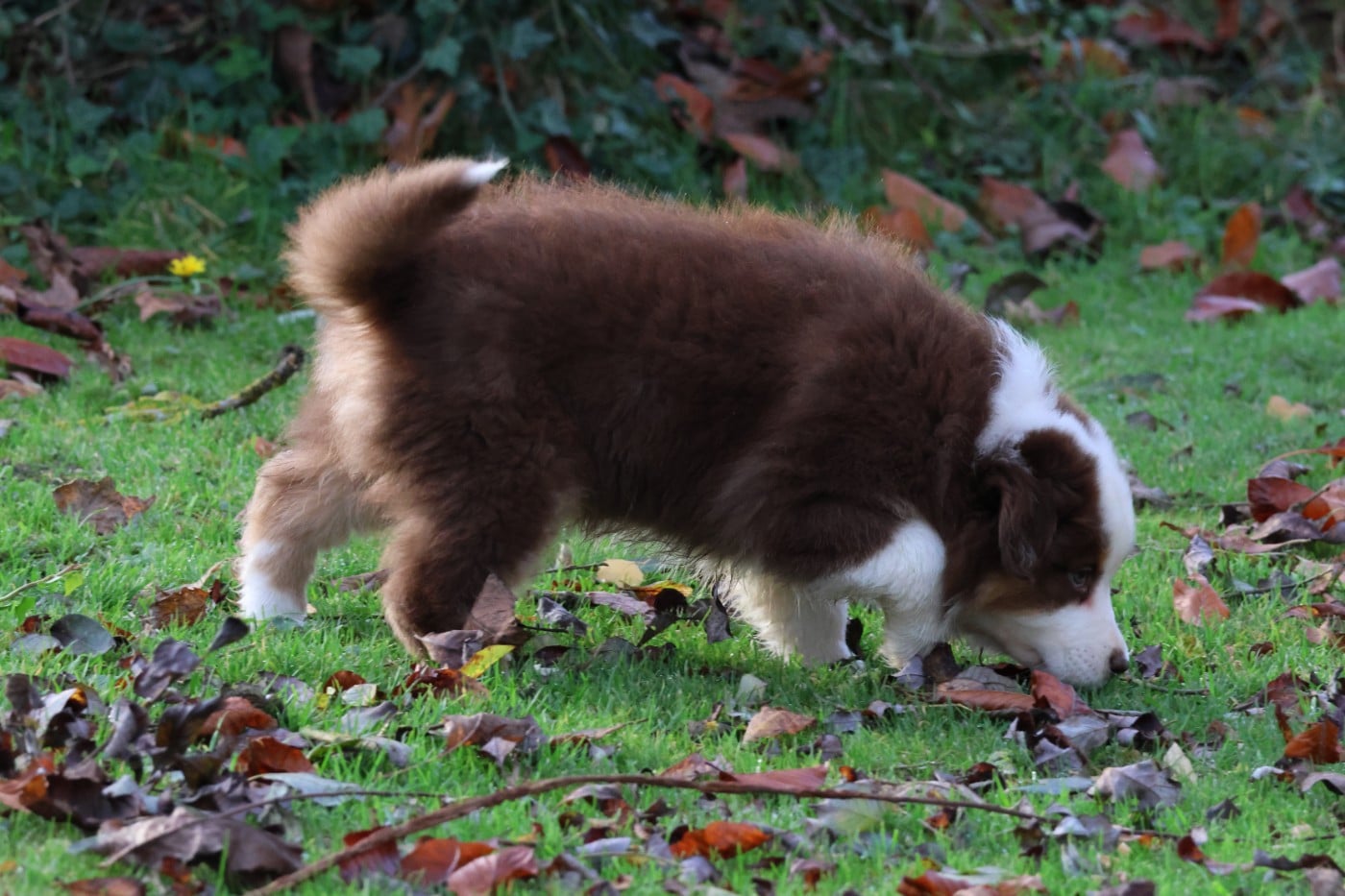 ARAPAHO NATIVE PRETTY NOSE