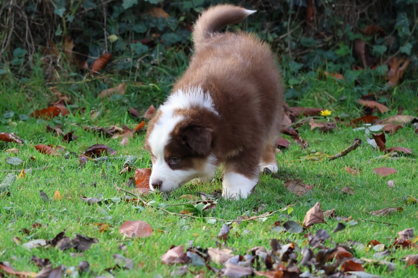 ARAPAHO NATIVE PRETTY NOSE