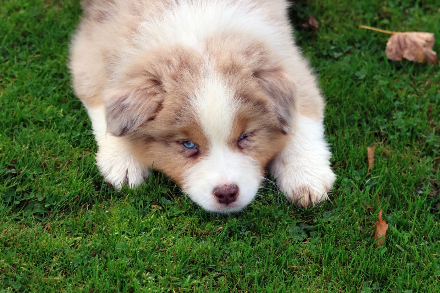ARAPAHO NATIVE LITTLE RAVEN