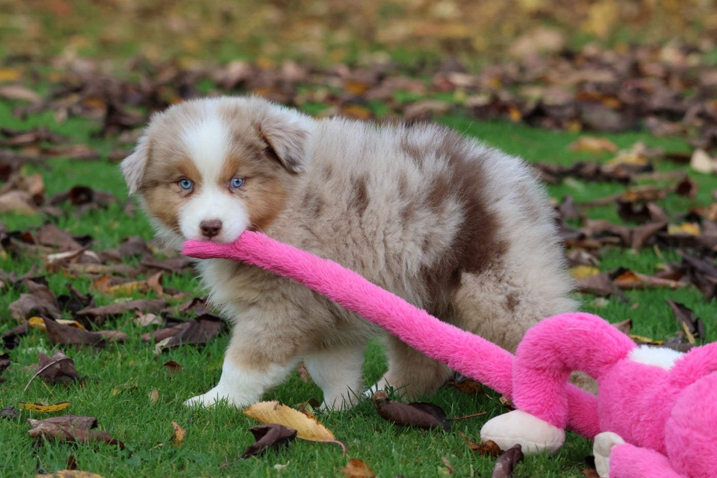 ARAPAHO NATIVE LITTLE RAVEN