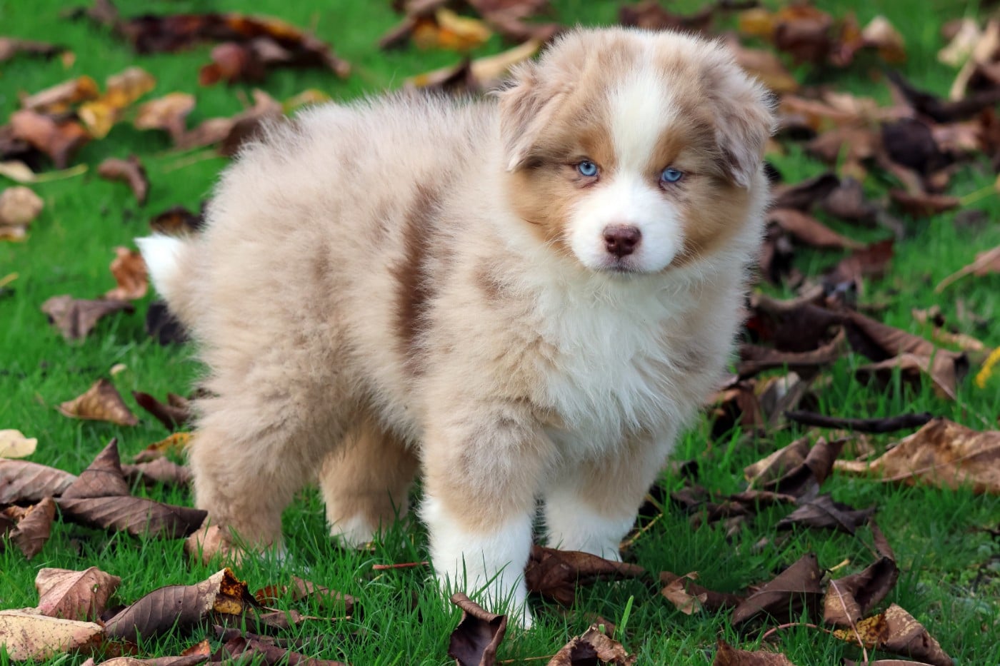 ARAPAHO NATIVE LITTLE RAVEN