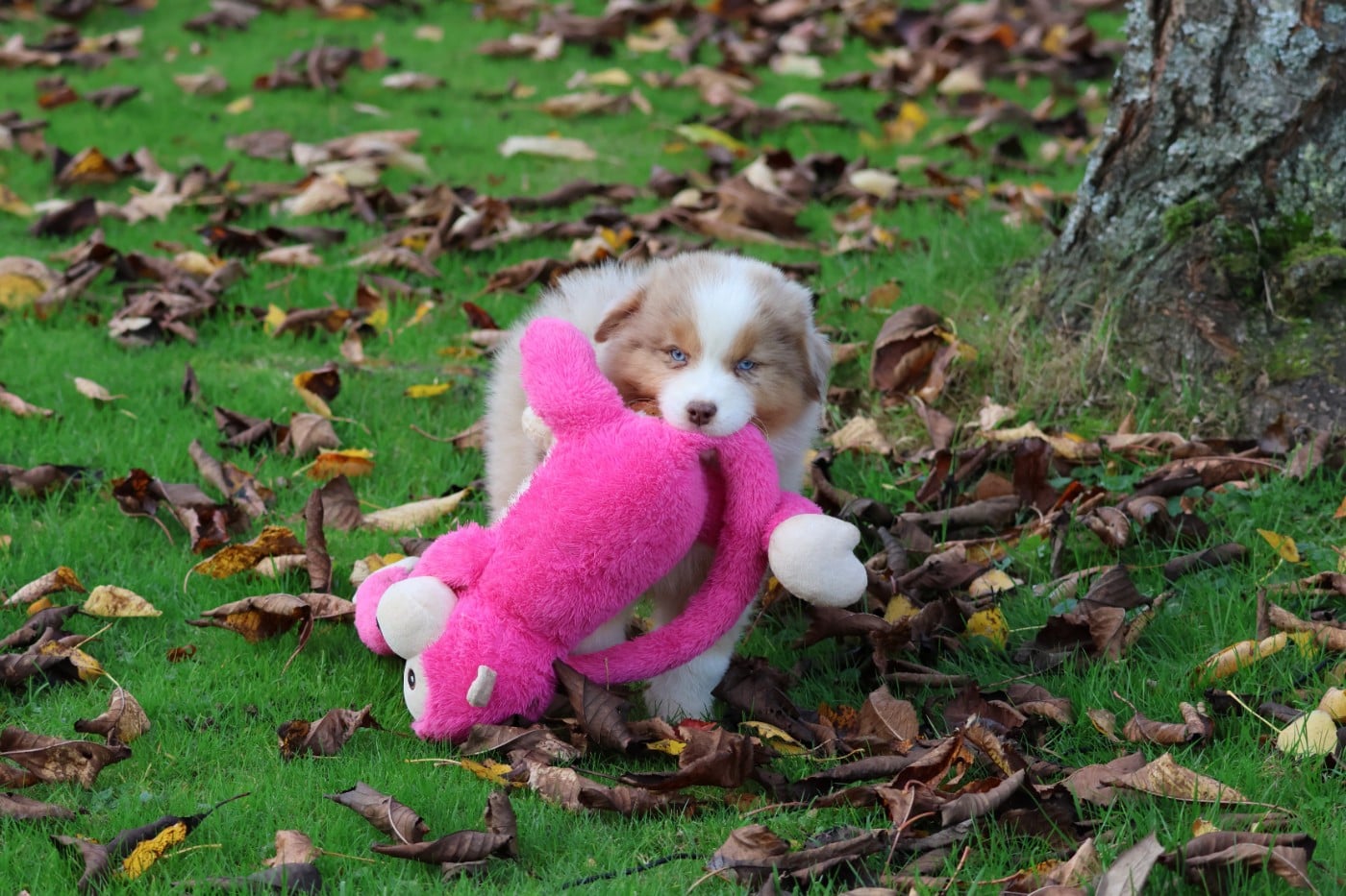 ARAPAHO NATIVE LITTLE RAVEN