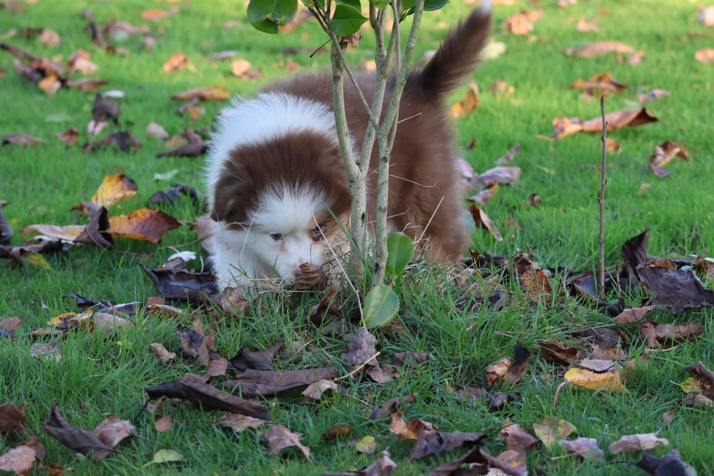 ANOTHER ONE BITE THE DUST ALMA