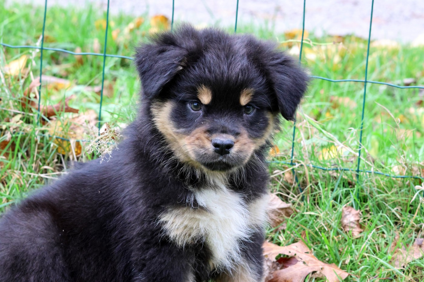 Berger Australien - des Gardiens d'Hadès