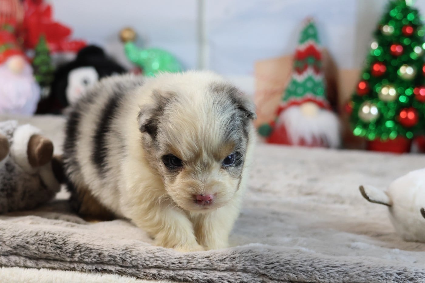 A KIND OF MAGIC ALKAN