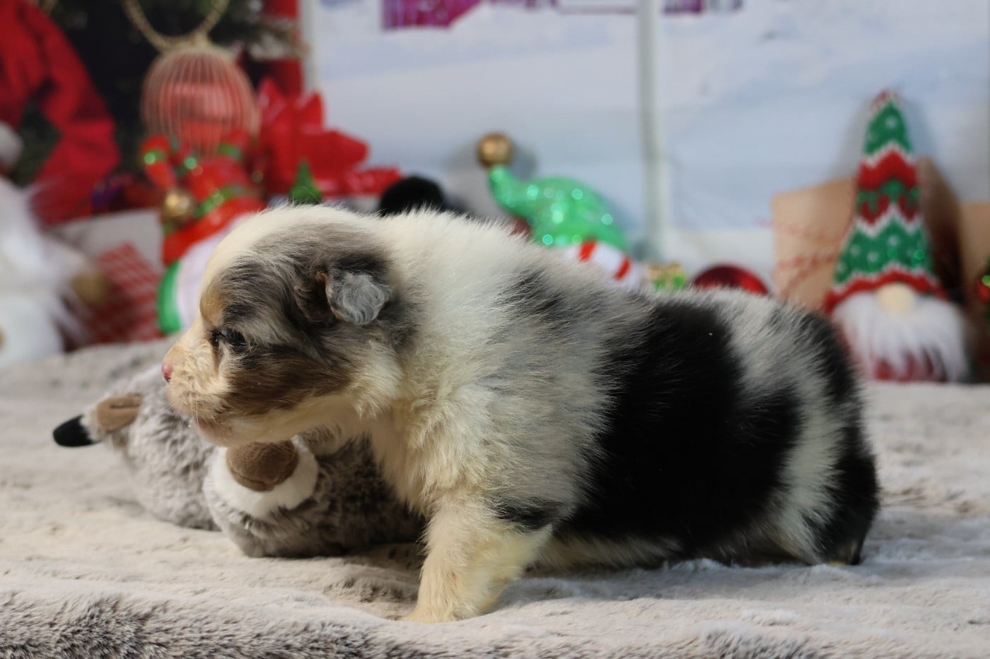 A KIND OF MAGIC ALKAN