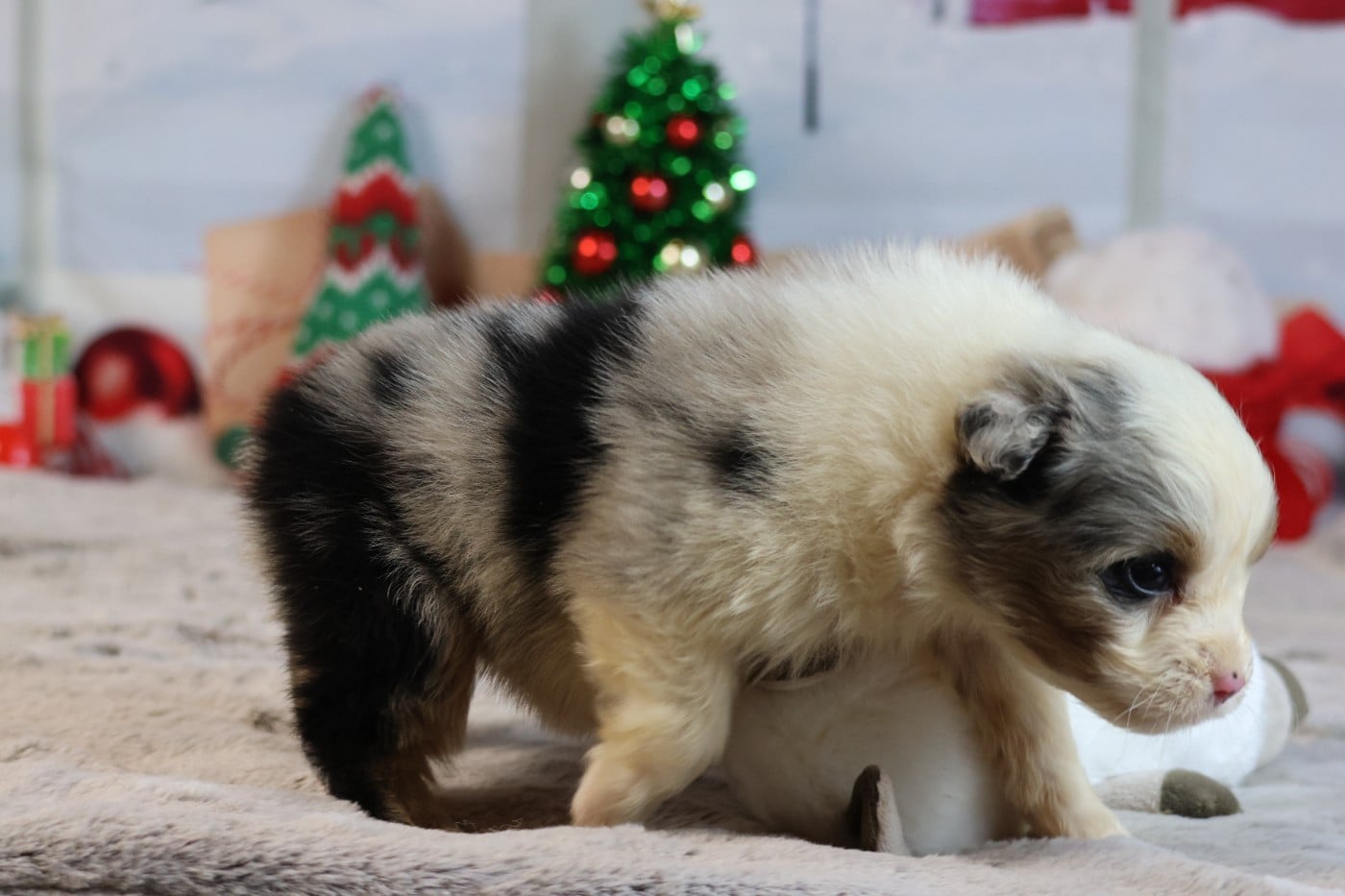 A KIND OF MAGIC ALKAN